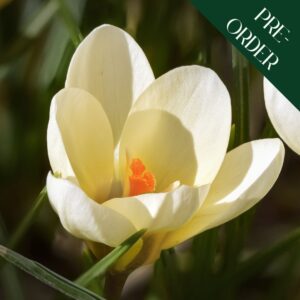 Crocus - Cream Beauty