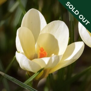 A close up of a Cream Beauty crocus with orange stamen