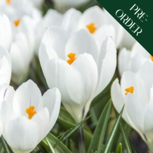 Crocus - Jeanne D'Arc