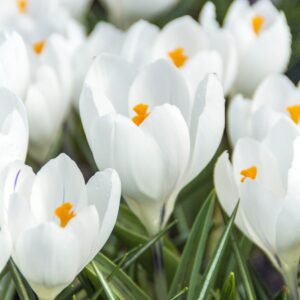 Crocus Jeanne D'Arc