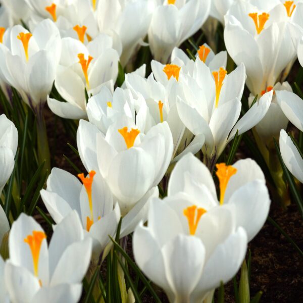 Crocus Jeanne D'Arc - Image 2