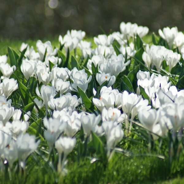 Crocus Jeanne D'Arc - Image 3