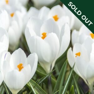 A close up image of Jeanne d'Arc crocuses with white petals and orange stamen