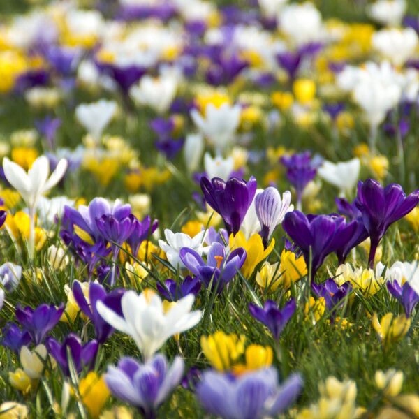 Crocus Large Flowering Mix - Image 3