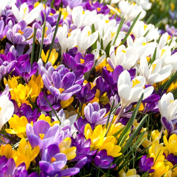 Crocus - Large Flowering Mix - Image 3