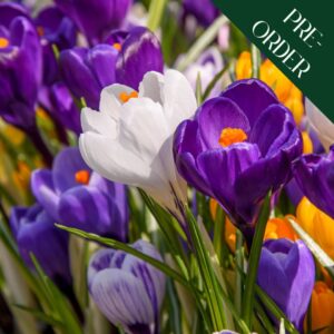 Crocus - Large Flowering Mix