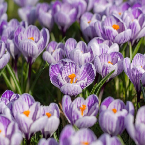 Crocus for the Lawn Collection - Image 4