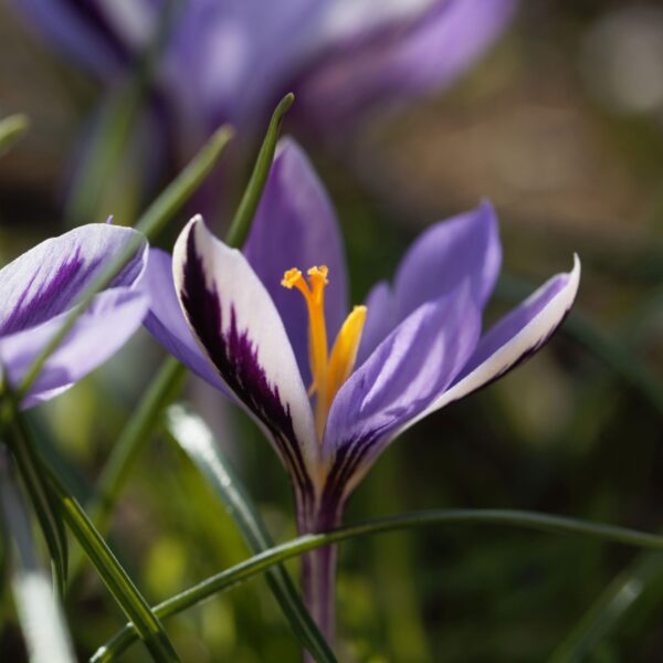 Crocus Spring Beauty