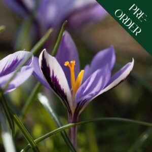 Crocus - Spring Beauty