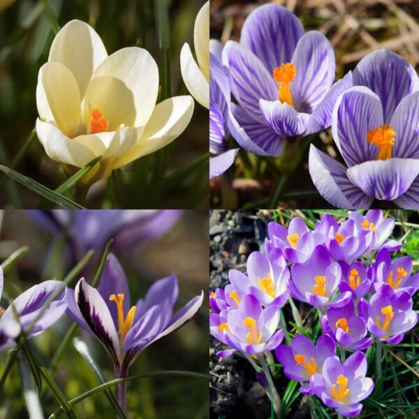 Crocus for the Lawn Collection - Image 2