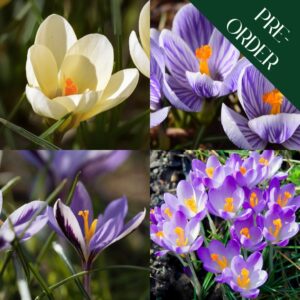 Crocus for the Lawn Collection