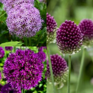 Easy Allium Collection