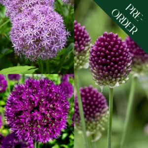 Easy Allium Collection
