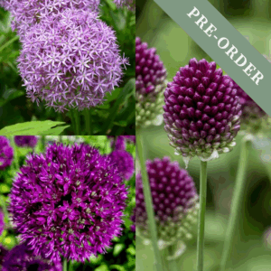 Easy Allium Collection