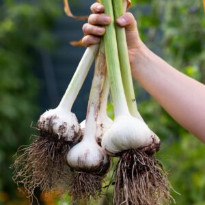 Garlic - Elephant