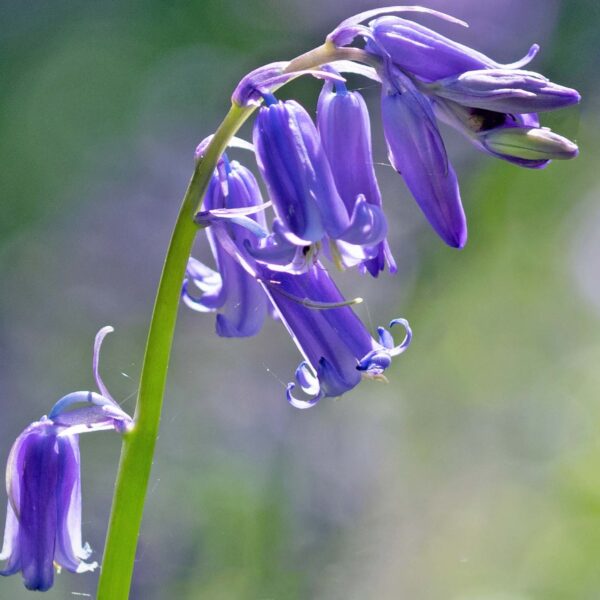 Native Bluebell (Hyancithoides - Non scripa) - Image 2