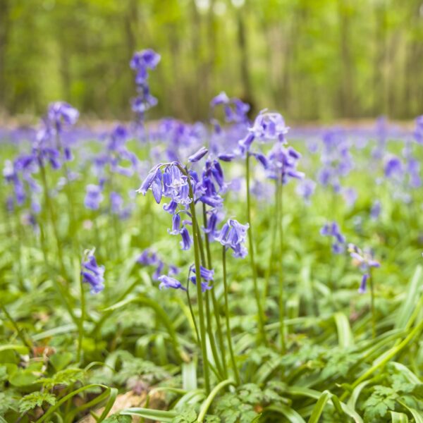 Native Bluebell (Hyancithoides - Non scripa) - Image 3