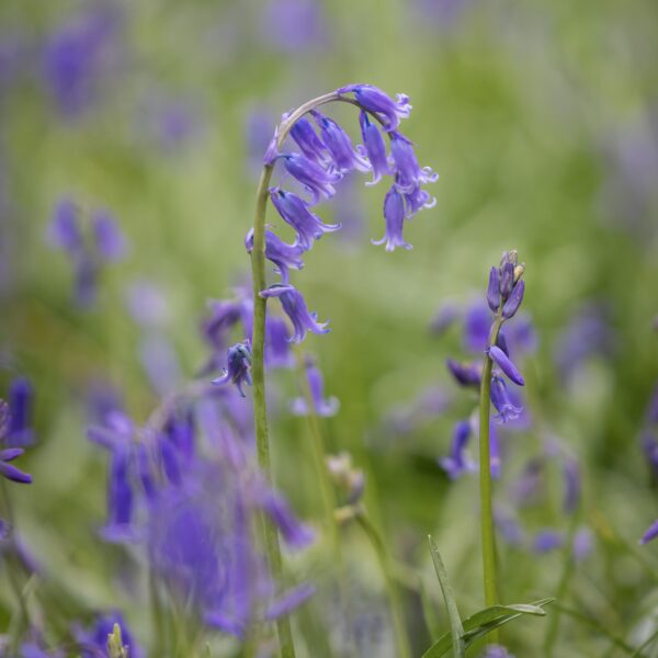 Native Bluebell (Hyancithoides - Non scripa) - Image 4