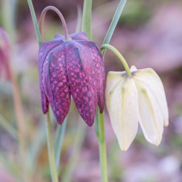 Fritillary (Fritillaria meleagris) - Image 4