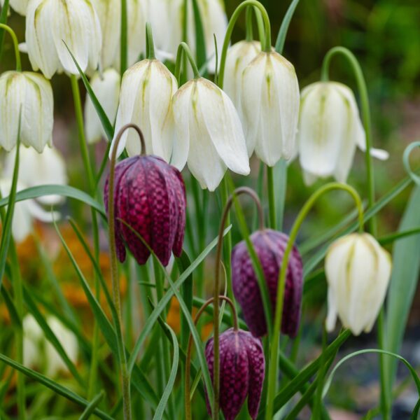 Fritillary (Fritillaria meleagris) - Image 2