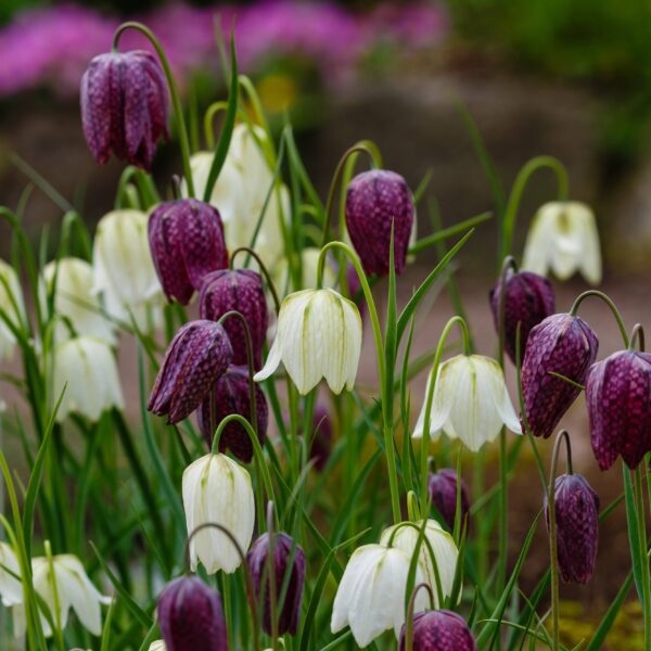 Fritillary (Fritillaria meleagris)