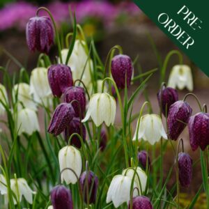 Fritillary (Fritillaria meleagris)