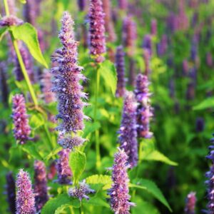 Other Perennials