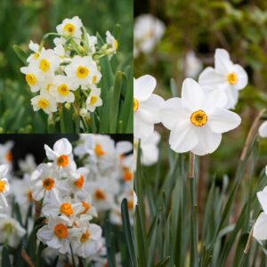 Heaven Scent Narcissi Collection