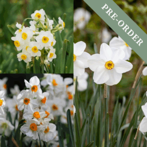 Daffodil (Narcissus) Heaven Scent Collection