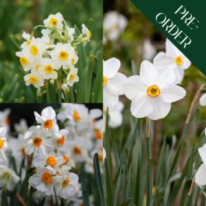 Heaven Scent Narcissi Collection