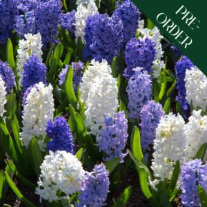 Hyacinth - Blue Shades Mix