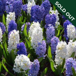 A selection of white and blue hyacinths with green leaves in bloom.