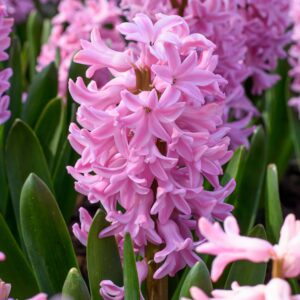 Hyacinth Fondant