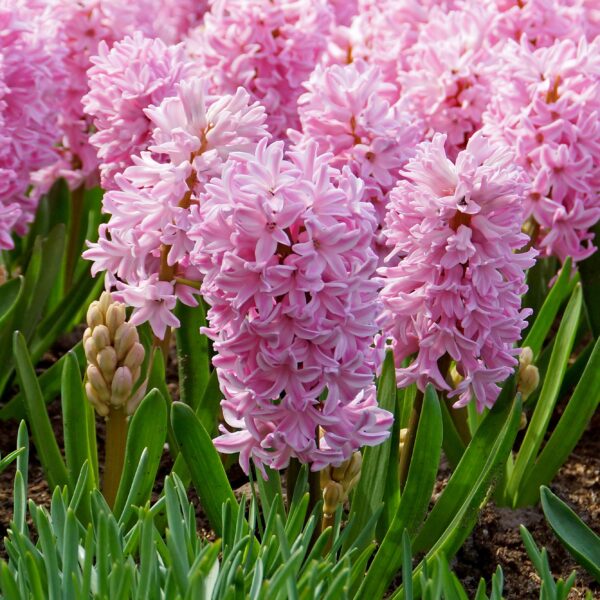 Hyacinth Fondant - Image 2