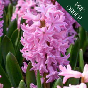Hyacinth Fondant