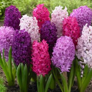 Hyacinth Velvety Violets