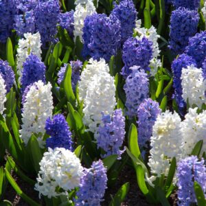 Hyacinth Blue Shades Mix