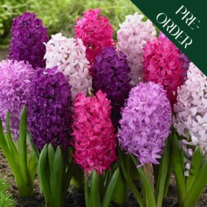 Hyacinth - Velvety Violets