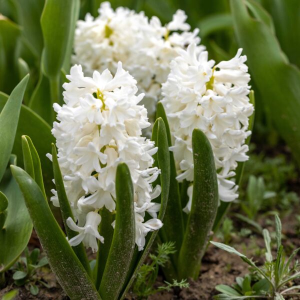 Hyacinth Carnegie