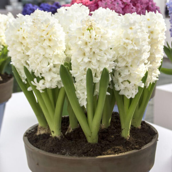 Hyacinth Carnegie - Image 2