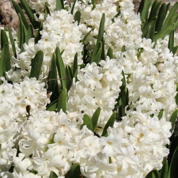 Hyacinth Carnegie - Image 3