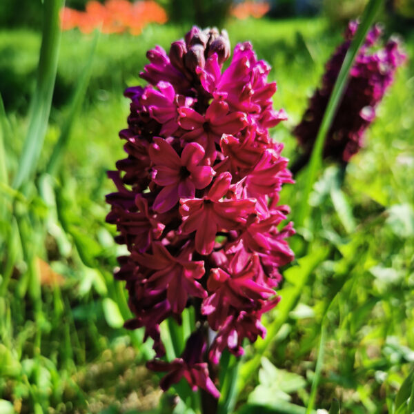Hyacinth	Woodstock