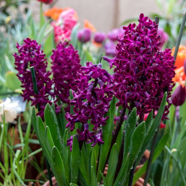 Hyacinth	Woodstock - Image 2