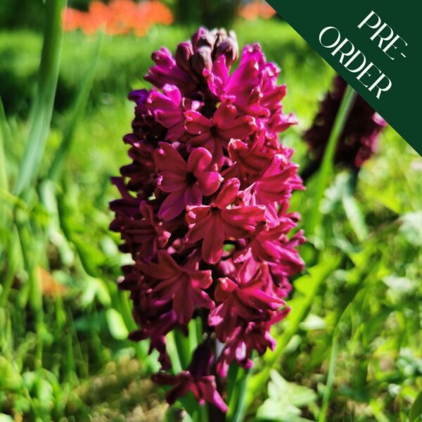 Hyacinth Woodstock