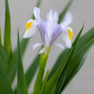Iris Carmen
