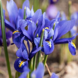 Iris Reticulata harmony