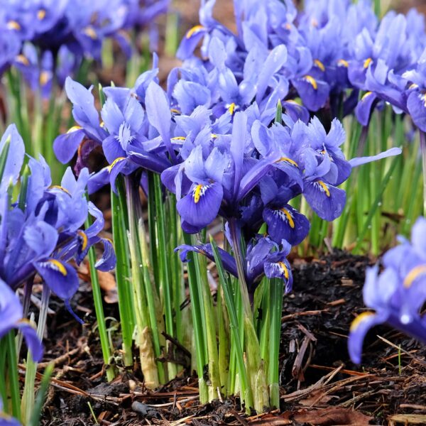 Iris Reticulata harmony - Image 2