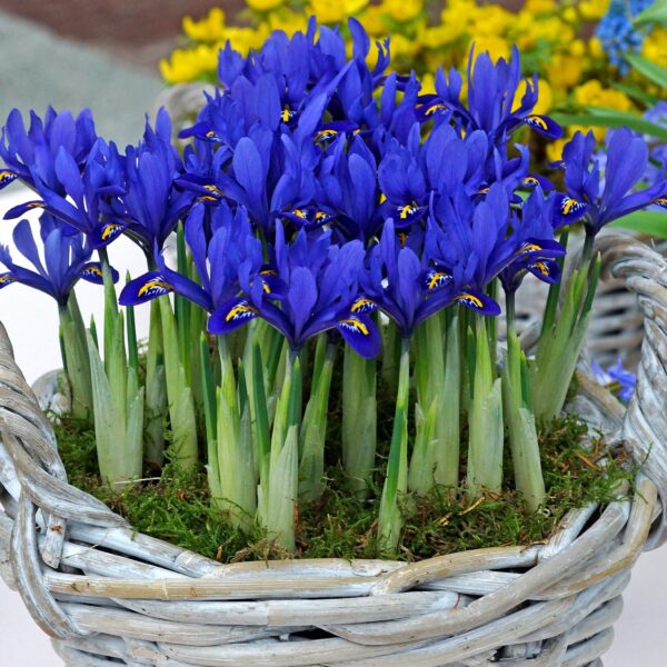 Iris Reticulata harmony - Image 3
