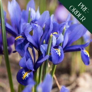 Iris Reticulata harmony