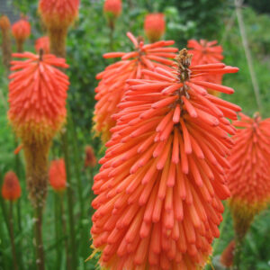 Kniphofia Seeds